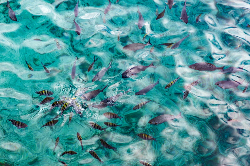 Cardume de peixes em águas tropicais rasas e cristalinas. As ondulações na superfície da água criam um padrão caleidoscópico de luz e sombra, destacando o movimento dos peixes.