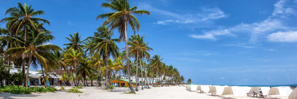 Fileira de coqueiros acompanham uma praia de areia clara com várias cadeiras de sol e guarda-sóis brancos. Sob as palmeiras, há pequenas construções e barracas coloridas.