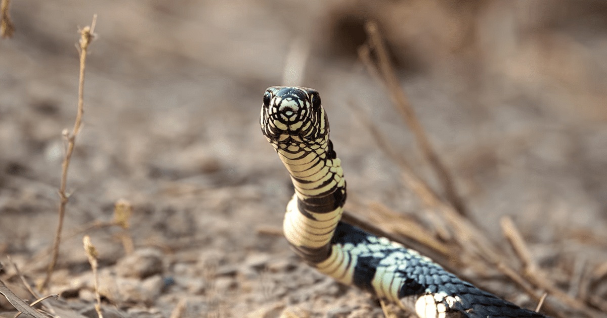 Foto de Um Par De Dados Mostra Olhos De Cobra e mais fotos de